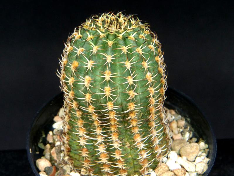 Sales plant (sample)